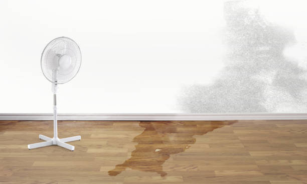 Best Water damage contractors near me  in Prairie View, TX
